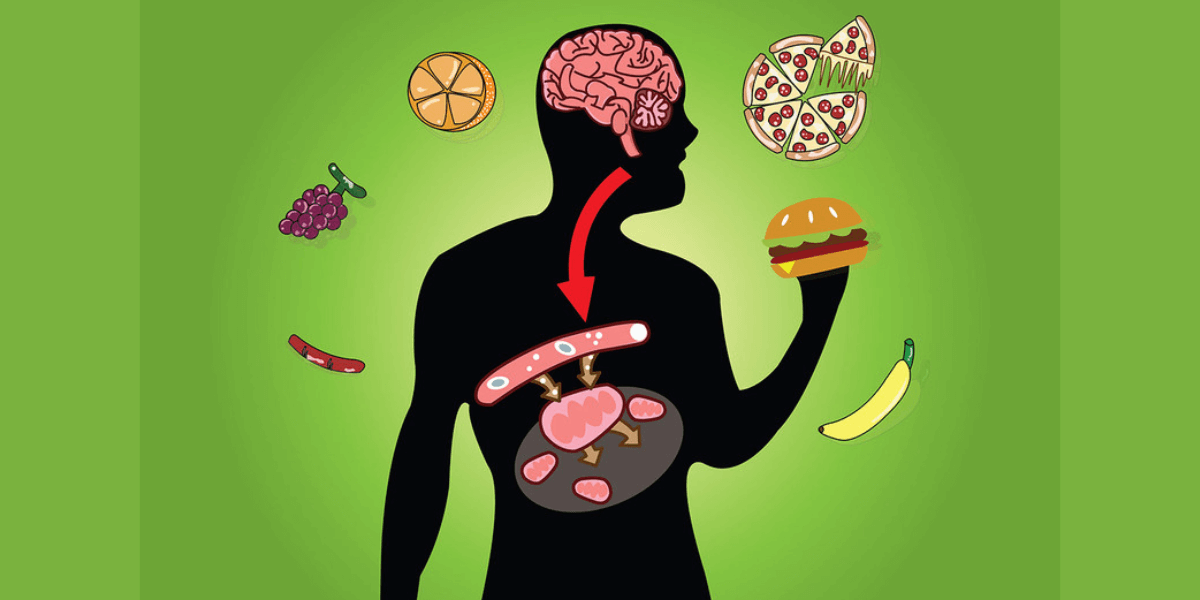 що-таке-метаболізм