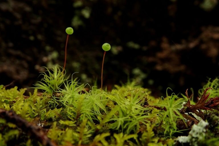 що-таке-мох