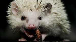 що-їсть-їжак