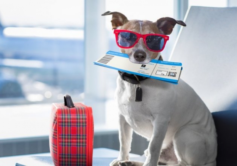 як-вивезти-собаку-за-кордон