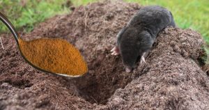 як-вивести-крота-з-города