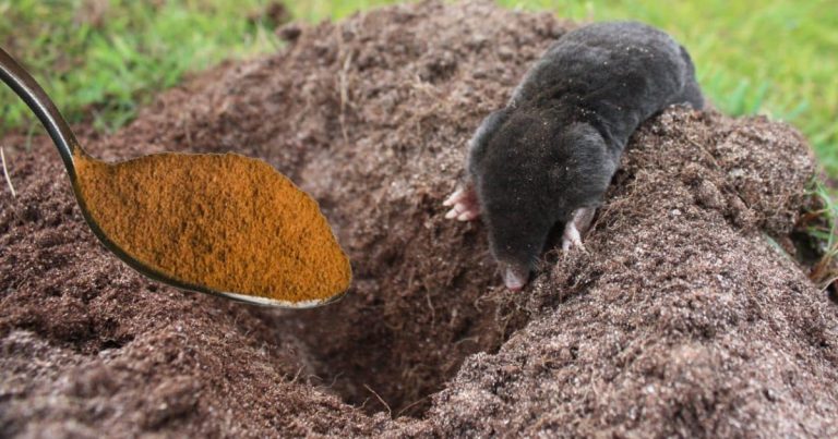 як-вивести-крота-з-города