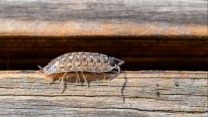 як-вивести-мокрець-на-городі