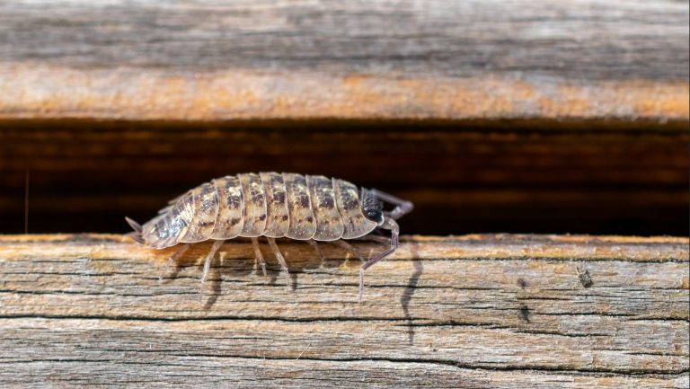 як-вивести-мокрець-на-городі