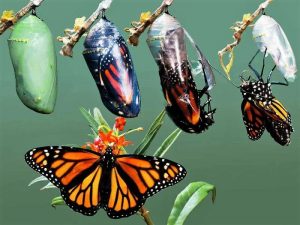 як-гусінь-перетворюється-на-метелика