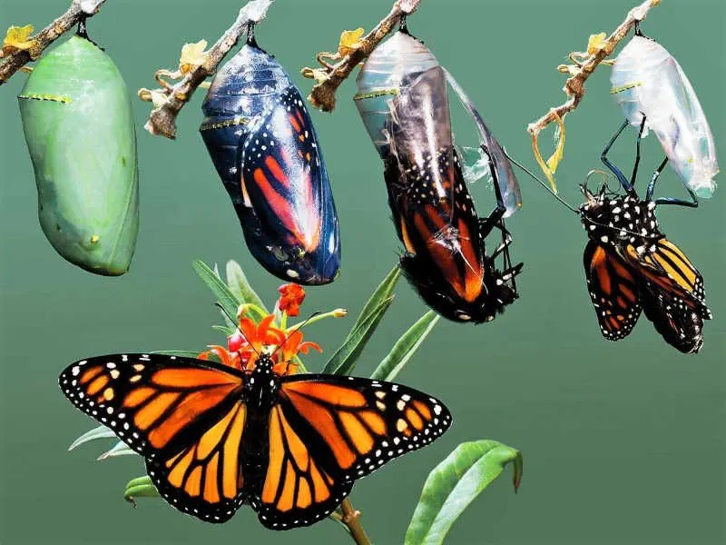 як-гусінь-перетворюється-на-метелика