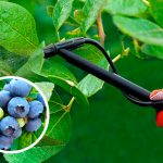 як-доглядати-за-лохиною