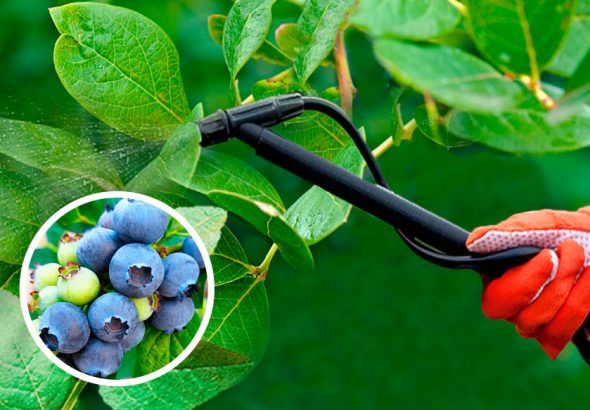 як-доглядати-за-лохиною