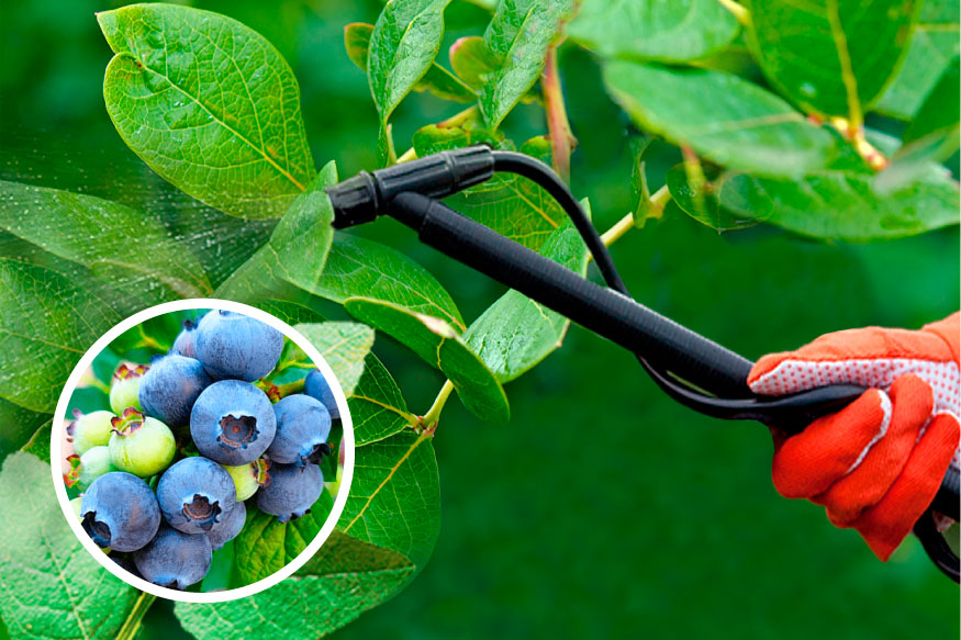 як-доглядати-за-лохиною