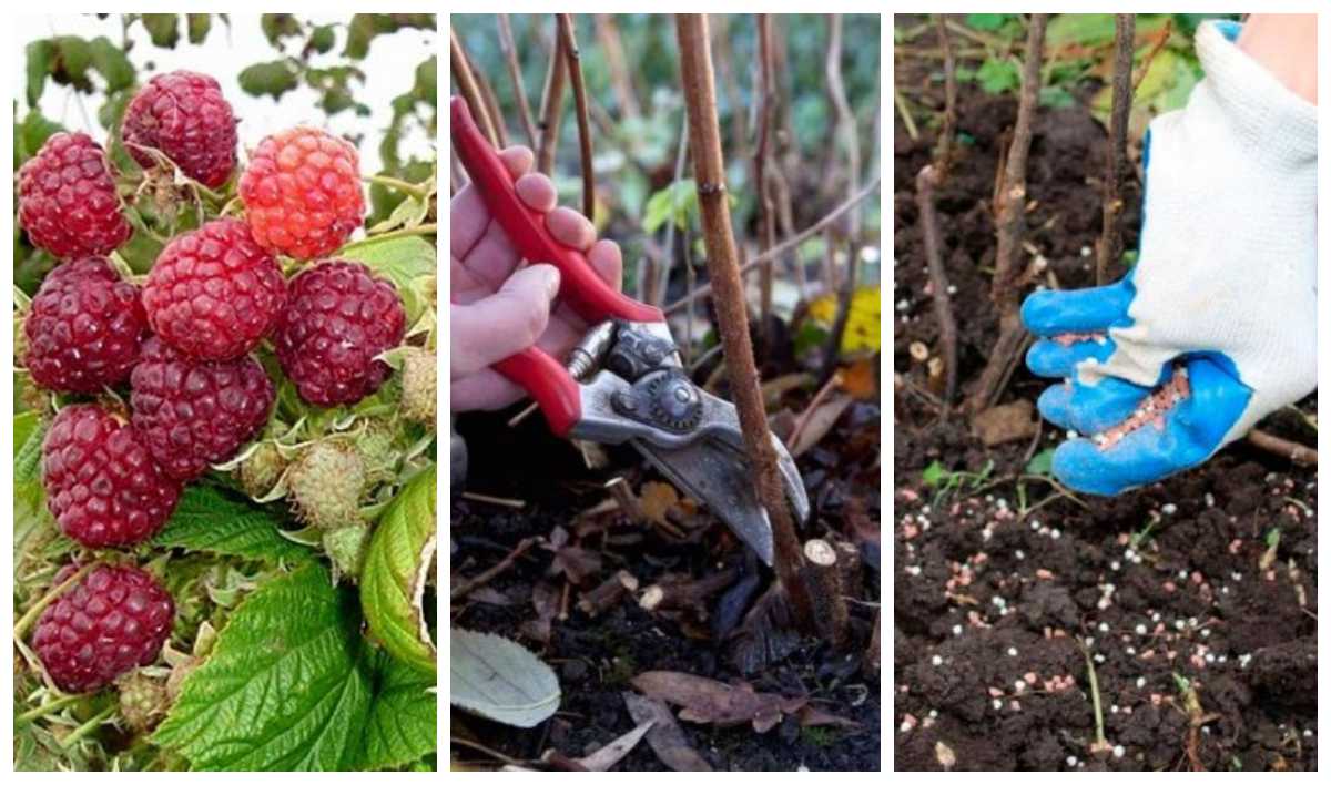 як-доглядати-за-малиною