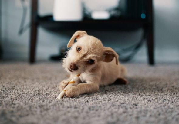 як-можна-назвати-собаку-хлопчика