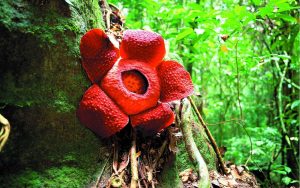 як-називається-найбільша-квітка-світу