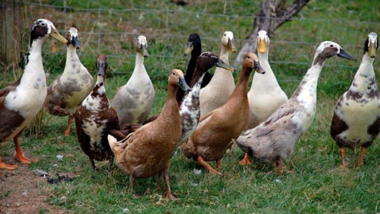 яка-порода-качок-найкраща