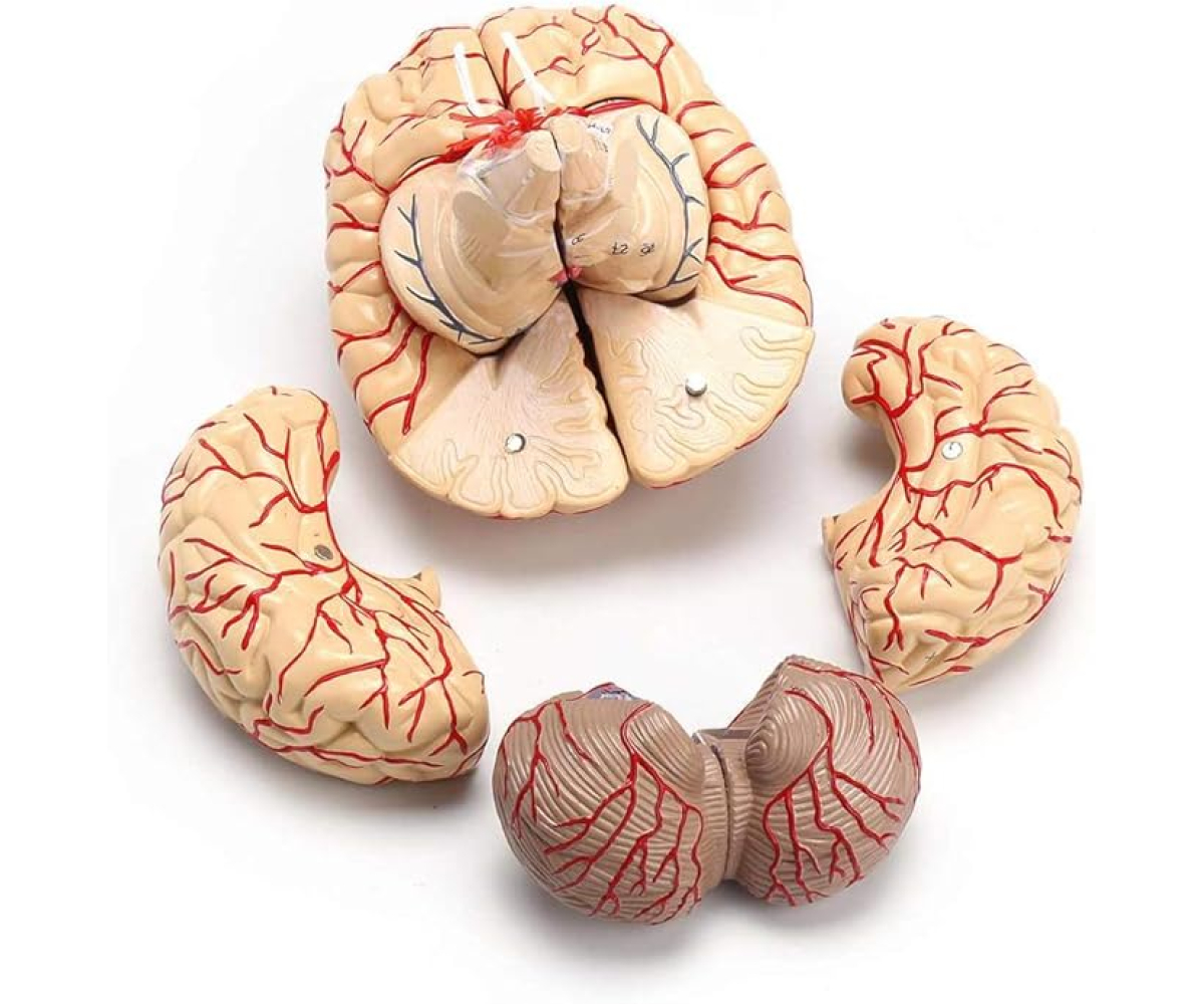 будова-мозку