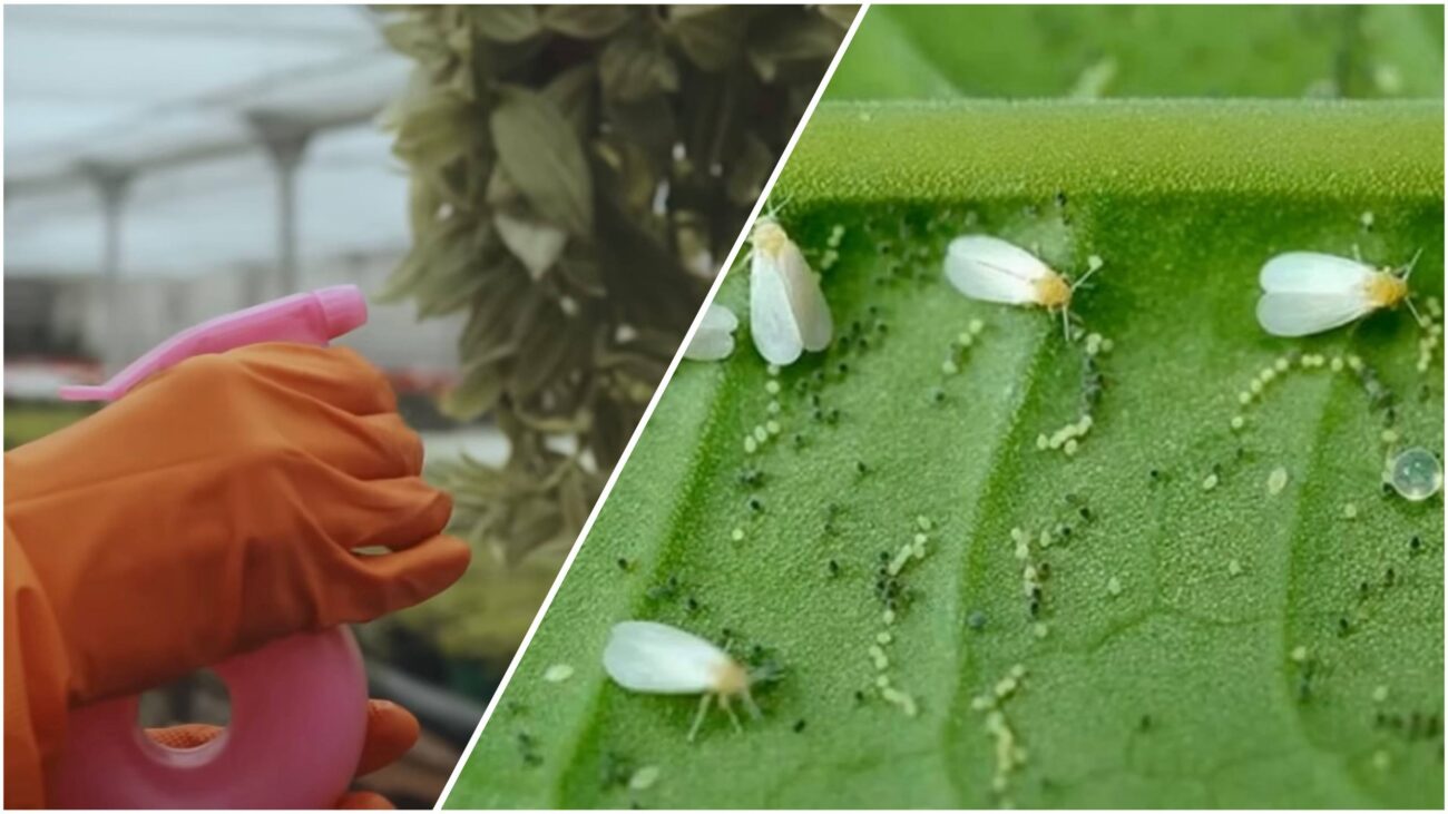 білокрилка-як-боротися