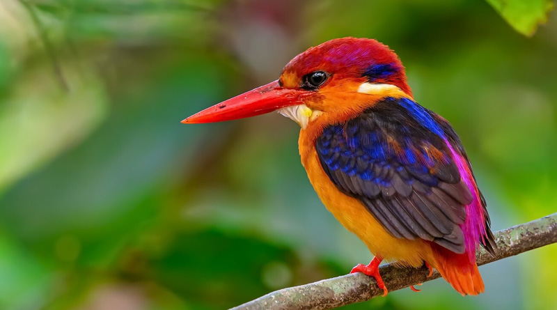 види-птахів