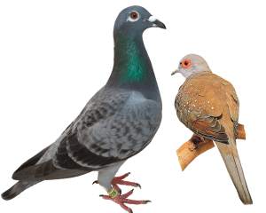 горлиця-і-голуб-різниця