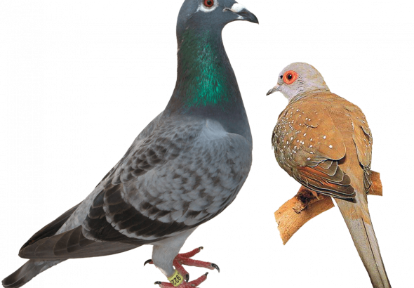 горлиця-і-голуб-різниця