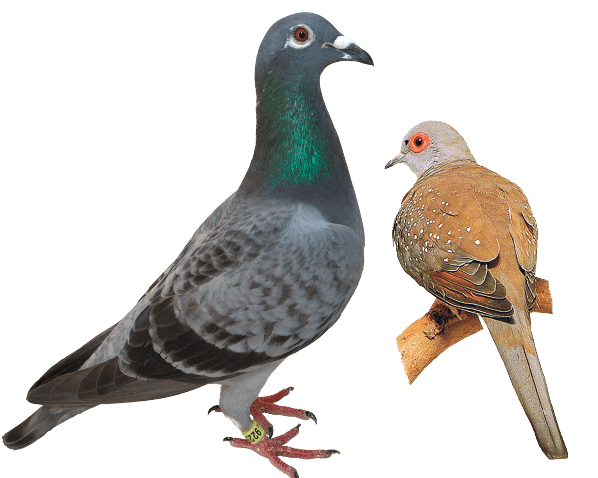горлиця-і-голуб-різниця