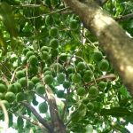 горіх-макадамія-як-росте