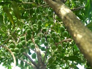 горіх-макадамія-як-росте