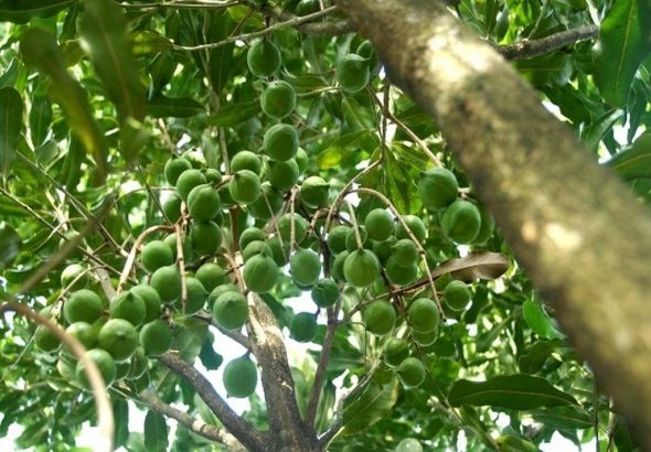 горіх-макадамія-як-росте