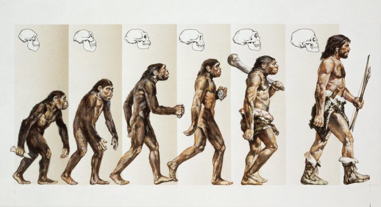 еволюція-це