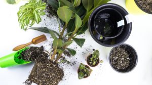 как-пересаживать-фикус