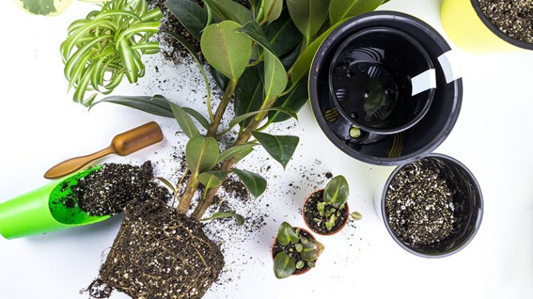 как-пересаживать-фикус