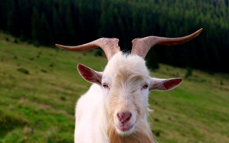 козел-свійський