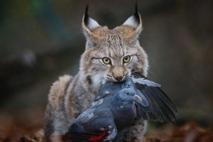 консументи-це