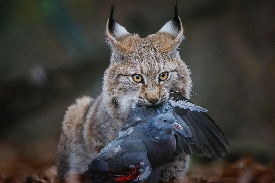 консументи-це