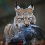 консументи-це