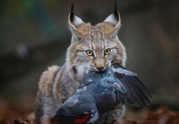 консументи-це