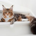 найкрасивіша-порода-породи-котів