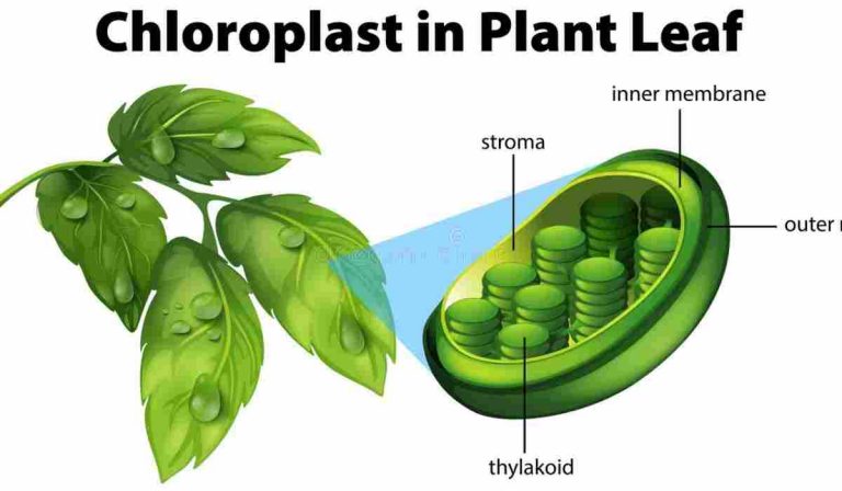 основна-функція-хлоропластів