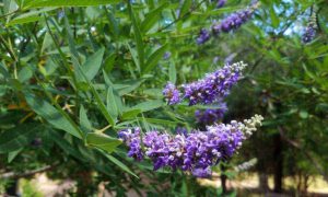 прутняк-звичайний