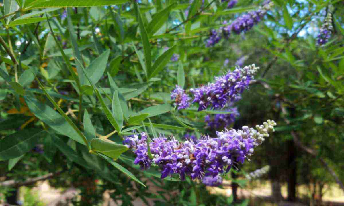 прутняк-звичайний