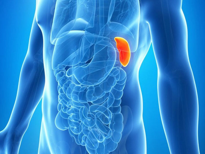 селезінка-це