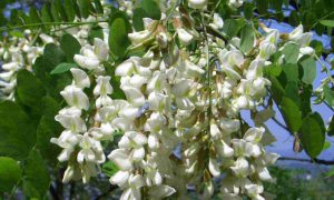 софора-японська-лікувальні-властивості