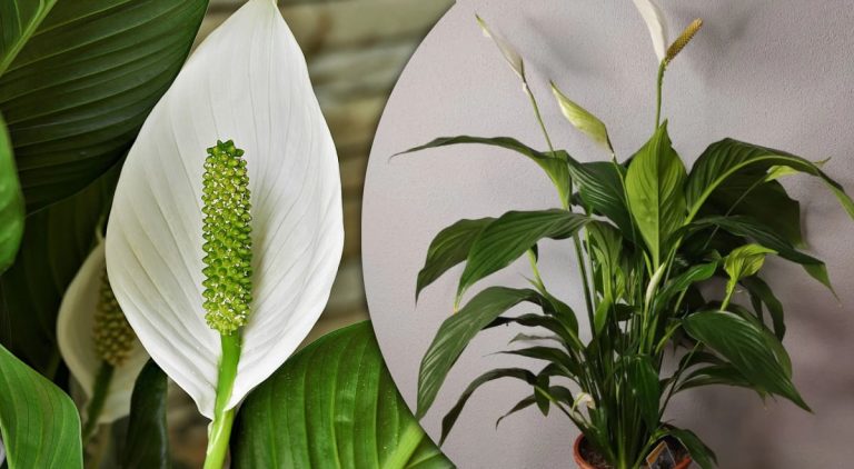 спатифілум