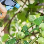 таблиця-обприскування-яблунь