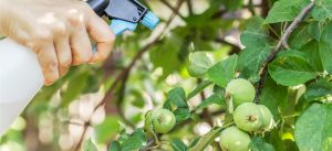 таблиця-обприскування-яблунь