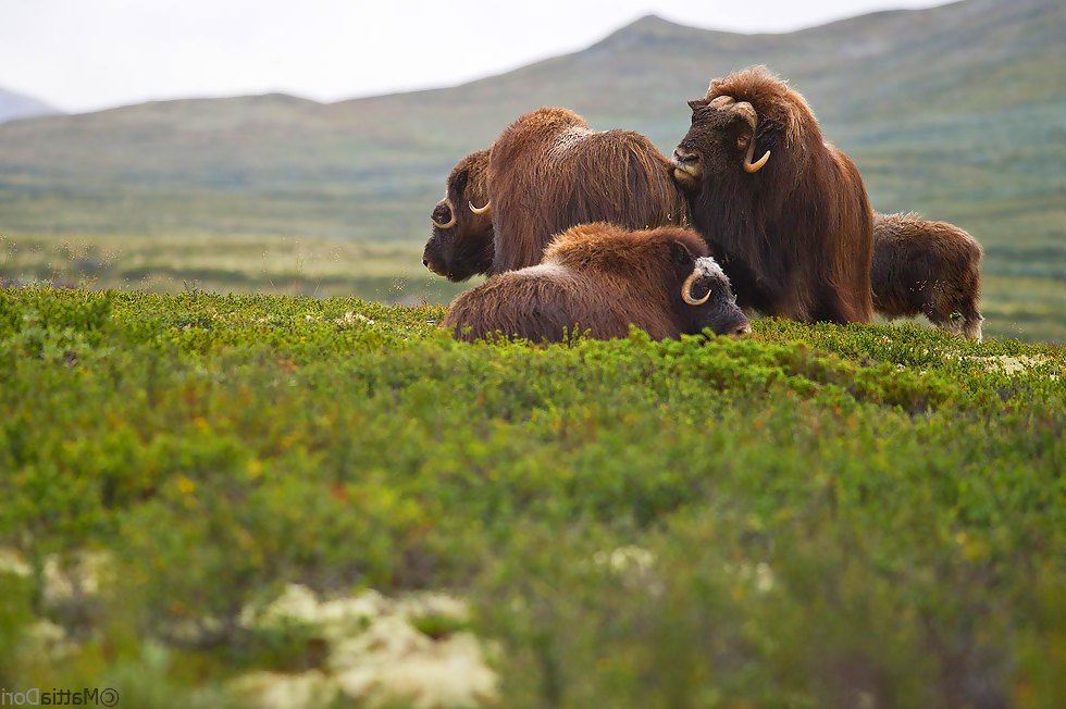 тварини-північної-америки