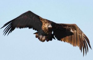 хто-із-птахів-україни-має-найбільші-крила