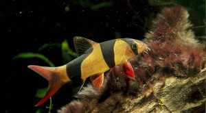 хто-їсть-водорості