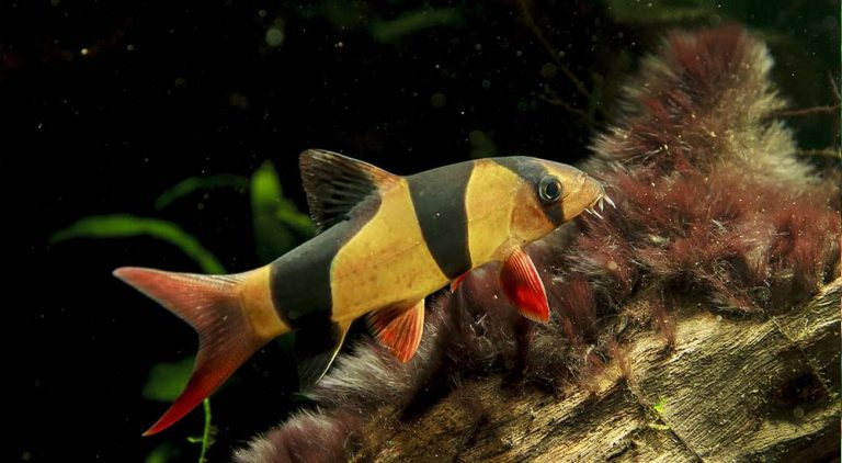 хто-їсть-водорості