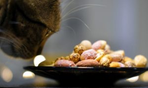 чи-можна-котам-горіхи