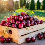 чим-корисна-черешня