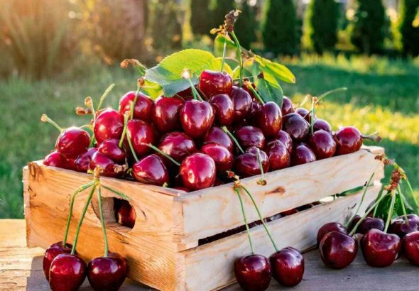 чим-корисна-черешня